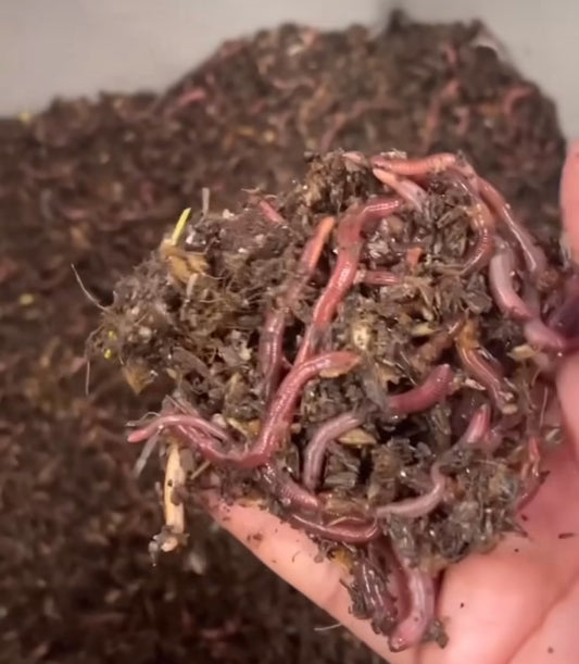 Composting Worms (European Nightcrawlers)