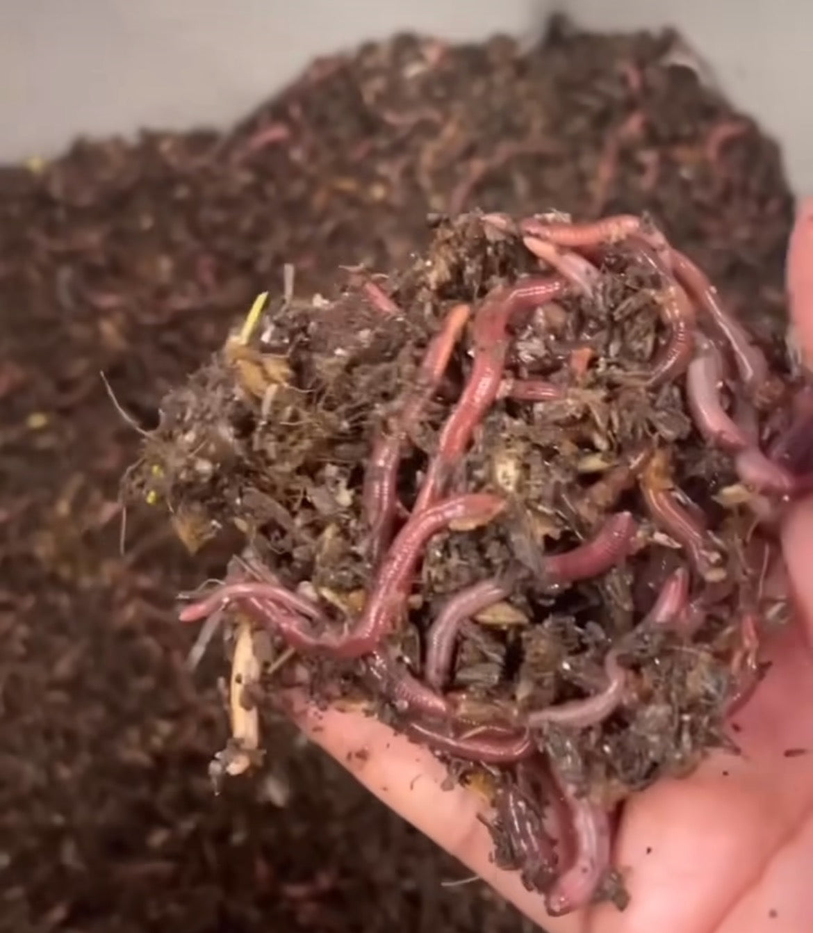 Composting Worms (Red Wigglers)